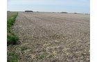 Property photo 33 - 172 Acres Offered in 3 Tracts - Prime Farmland